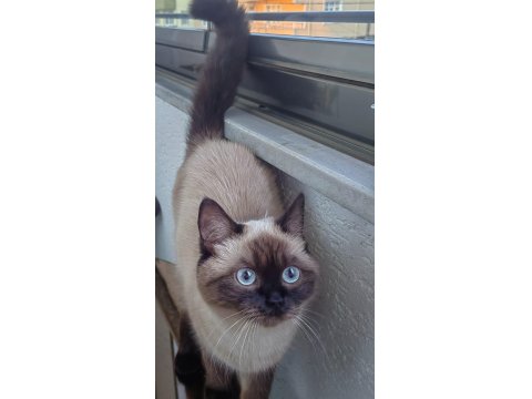 Dişi Siyam Kedisi 1 Yaşında