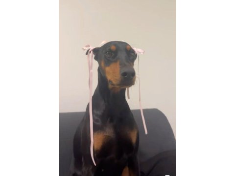 Sağlık Ve Irk Garantili Doberman Köpekleri