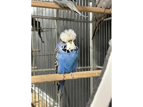 Sağlıklı, Genç Ve Üretime Uygun Show Muhabbet Kuşlar