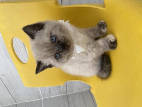 Scottish Fold Kediler