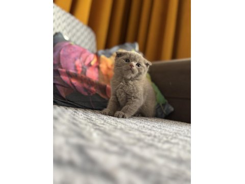 British Shorthair Lilac Ve Beyaz Yavru Kedilerime Yuva Arıyorum