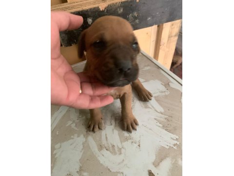 Presa Canario Son 3 Yavru