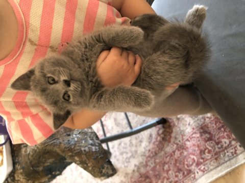 Kaliteli Yavrular Piyasadan Uygun Son Yavru Kediler