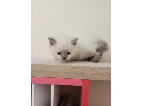 Mükemmel British Shorthair Bebekler