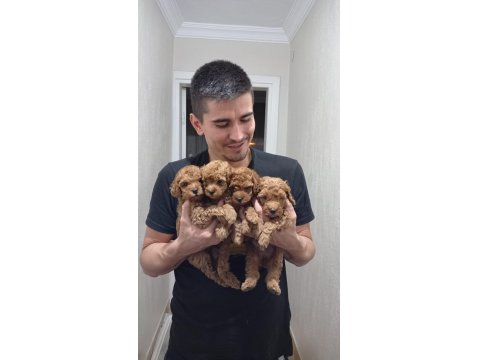 Toy Poodle Yavrularımız Ömürlük Ailelerini Bekliyor