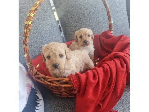 Apricot Poodle Minnaklarım Teslime Hazır
