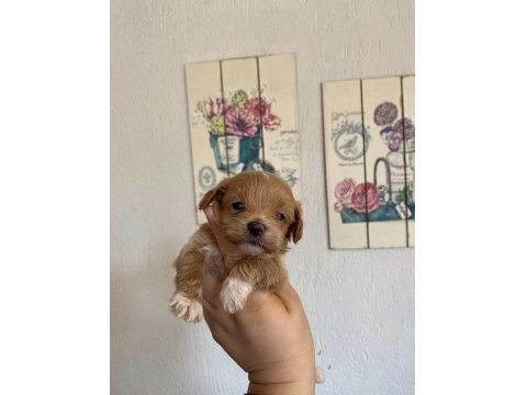 Maltipoo Küçük Boy