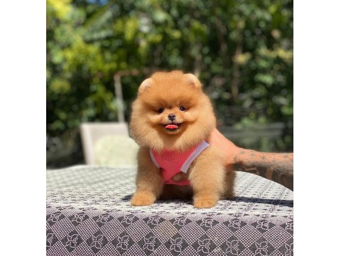 Show Kalite Dişi Orange Pomeranian