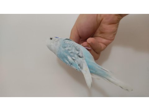 Jumbo Kırığı Dişi Muhabbet Kuşu