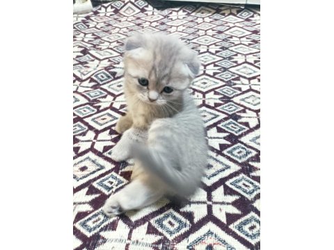 Scottish Fold 24 Nisan Doğumlu 2 Aylık Kediler