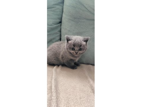 Safkan British Shorthair Yavrularım Yeni Yuvalarını Bekliyor