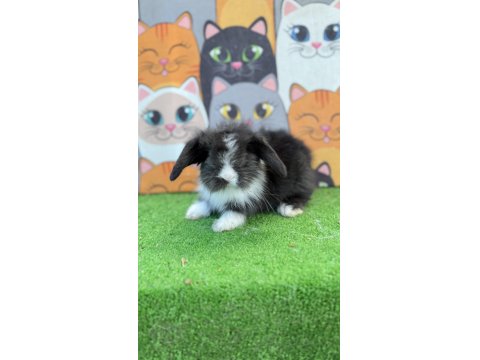 Hollanda Teddy Lop Tavşan