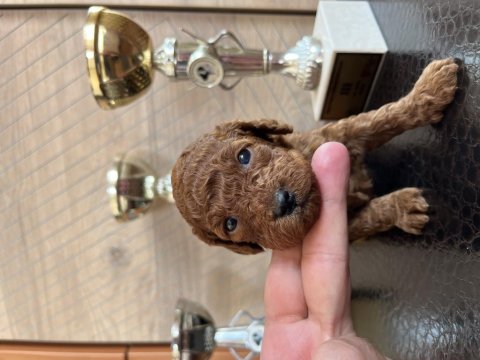 Toy Poodle Safkan Yavrular