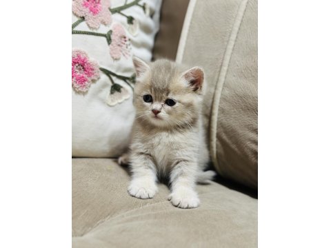 Yavru Kedimize Yuva Arıyoruz