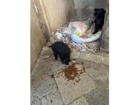 Solid Black Alman Kurdu Sahibinden