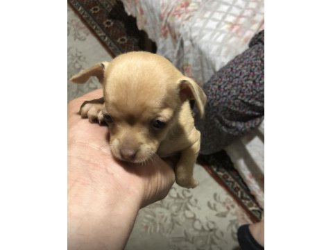 Yavru Şivava Sağlıklı Köpekler