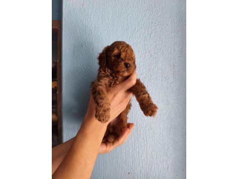 Toy Poodle Köpeğimiz