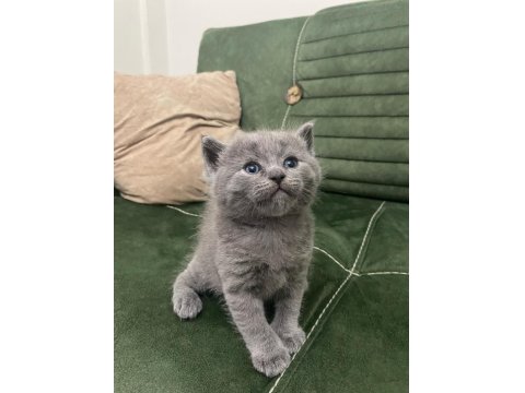 1 Aylık Scottish Straight Ve Scottish Fold Lilac