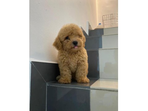 Maltipoo Yavru