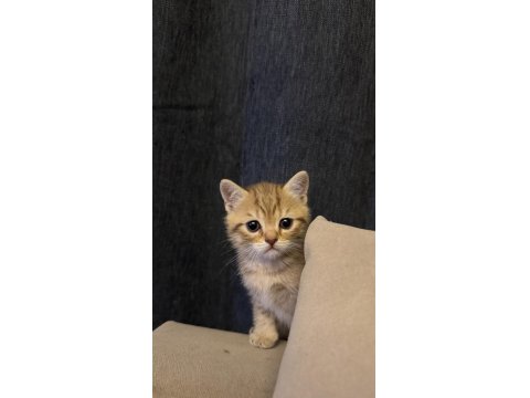 3 Aylık Birbirinden Güzel British Yavrular