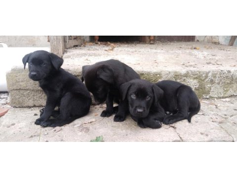 60 Günlük Teslime Hazır Labrador Yavrular