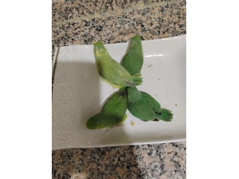 El Besleme Bebek Forpus