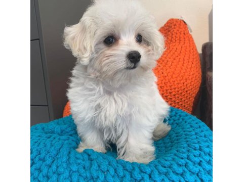 Dünya Tatlısı Terrier Yavruları