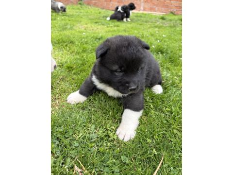 Orjinal Safkan A Kalite Amerikan Akita Yavruları