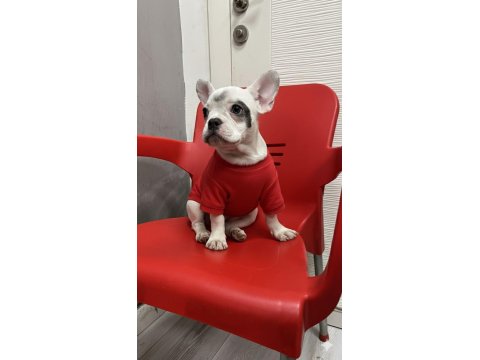 French Bulldog Bebekler Teslime Hazır