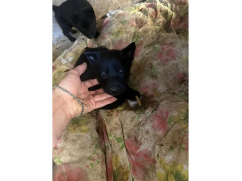 Solid Black Alman Kurdu Sahibinden