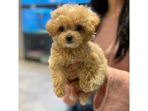 Sevimli Maltipoo Yavruları