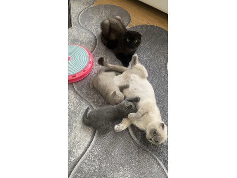 Scottish Ve British Kedimiz