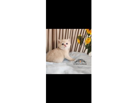 Altın Parlaklığında Golden British Shorthair