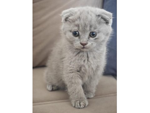 Pofuduk Erkek British Shorthair Yavrular Yuvalarını Arıyor