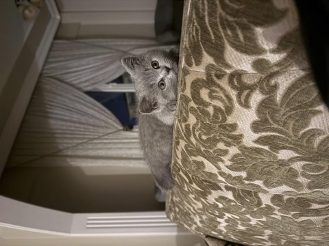 3 Aylık Dişi Tüm Ekipmanla Birlikte British Shorthair
