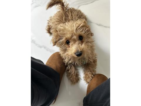 6 Aylık Yavru Maltipoo Köpeğimi Sahiplendiriyorum