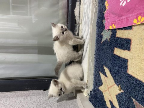 British Shorthair Bebekler
