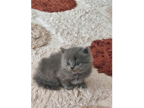 Koca Kafalı British Shorthair Bebişler