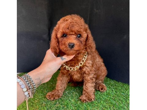Safkan Toy Poodle Yavrularımız