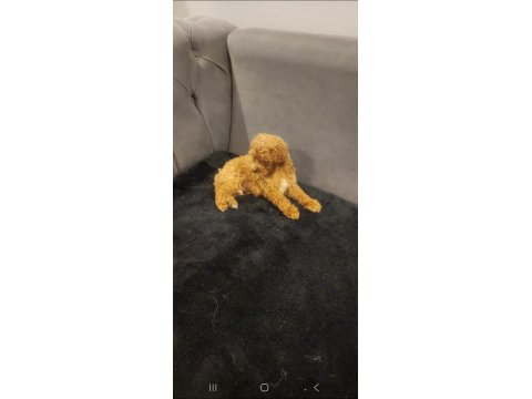 Köpek Poodle