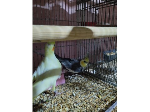 Eş Sultan Papağanları