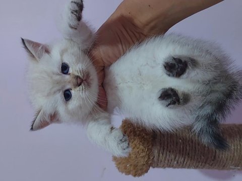 A Kalite Irk Garantili Yavru Kedilerdir (Ücretsiz Değildir)