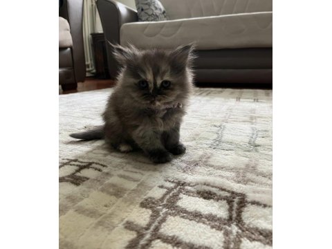 British Longhair Çikolata