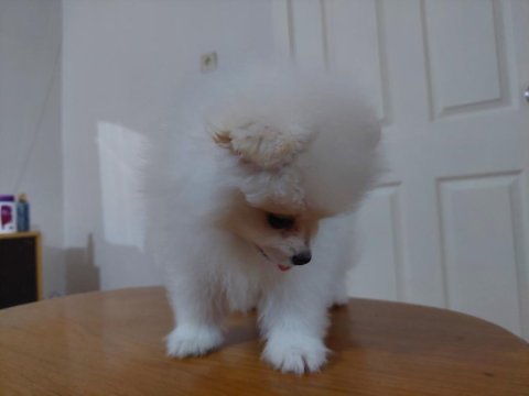 2.5 Aylık Pomeranian Boo/Güney Kore Üretimi/Karne Ve Mikro Çipi Size Ait Olacaktır