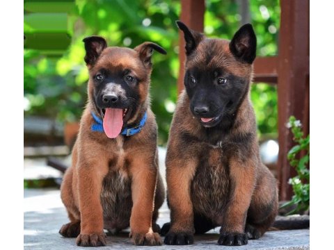 Belçika Malinois Cinsi Yavrularımız