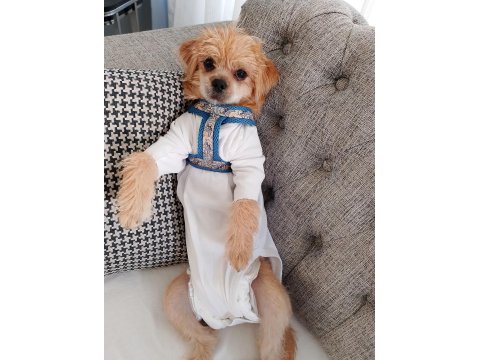 Ben Lusy 5 Aylık Bebek Köpeğim