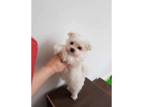Mini Boy Maltese Terrier Yavrularımız