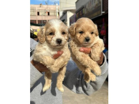 A Kalite Maltipoo Yavruları