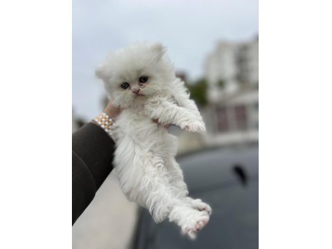 Saf Golden Ny11 & Silver Ns11 Scottish Fold