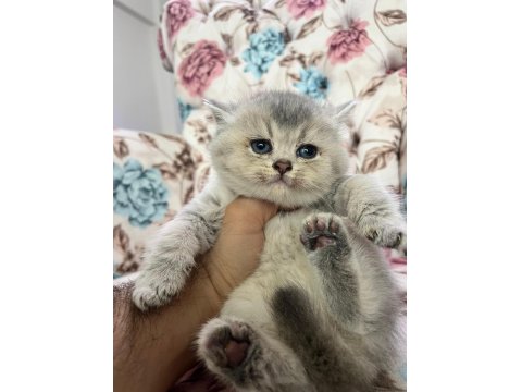 Silver Cream British Shorthair